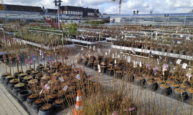 „Der Seele Gutes tun“ – Ein Besuch in der Alexianer Klostergärtnerei